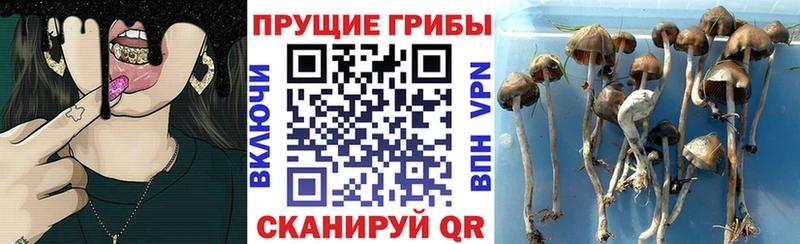 Псилоцибиновые грибы GOLDEN TEACHER  закладка  Алексеевка 